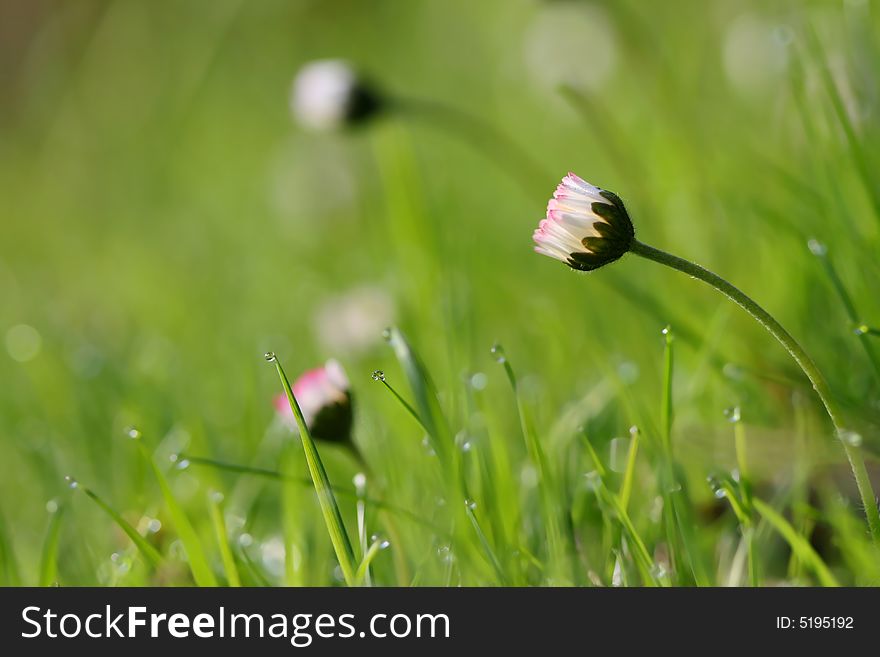 Morning meadow with white daisy