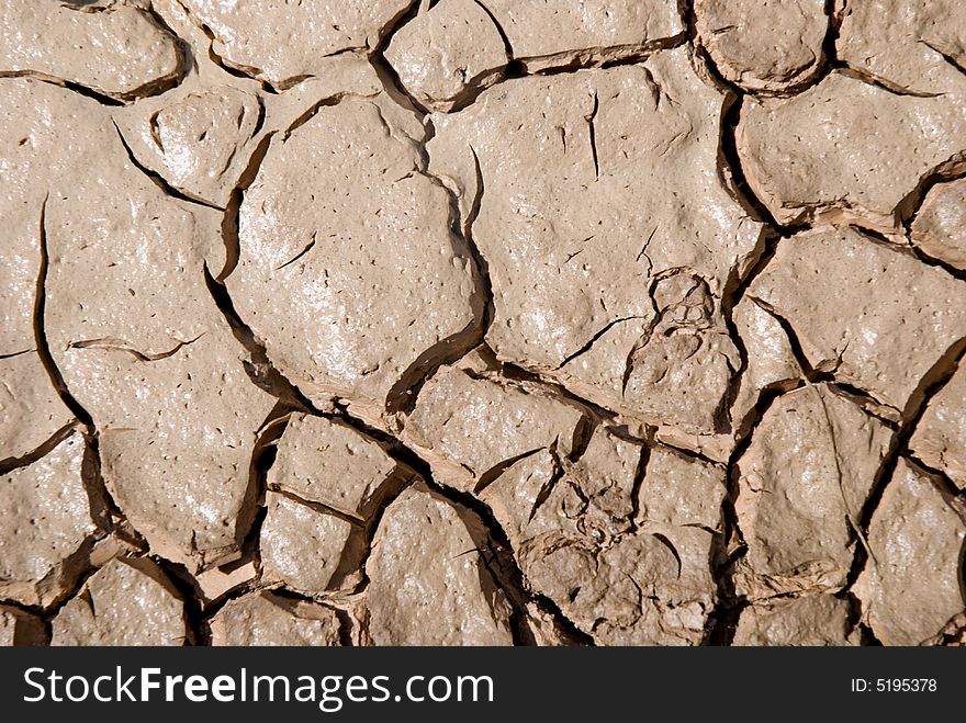 Small plant growing in a drought desert. Small plant growing in a drought desert