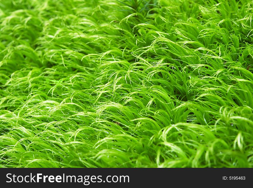 Green moss close up, vertical image