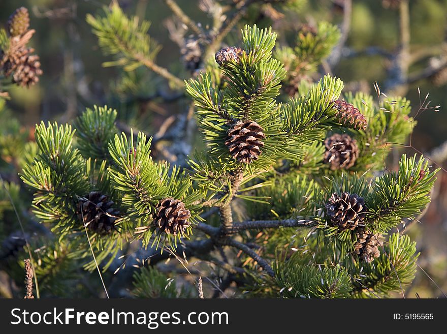 Young pine with cones closeup. Young pine with cones closeup