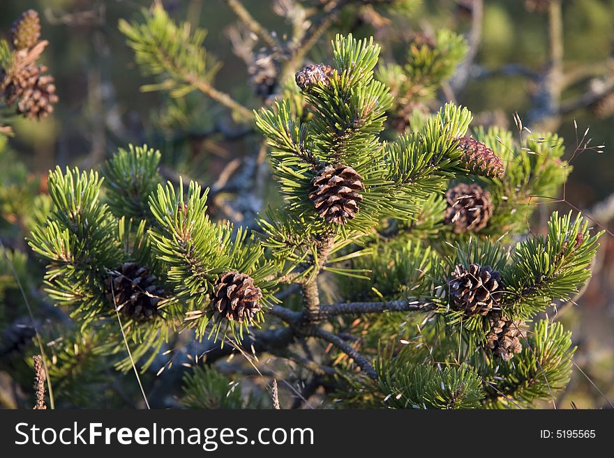 Young Pine Closeup