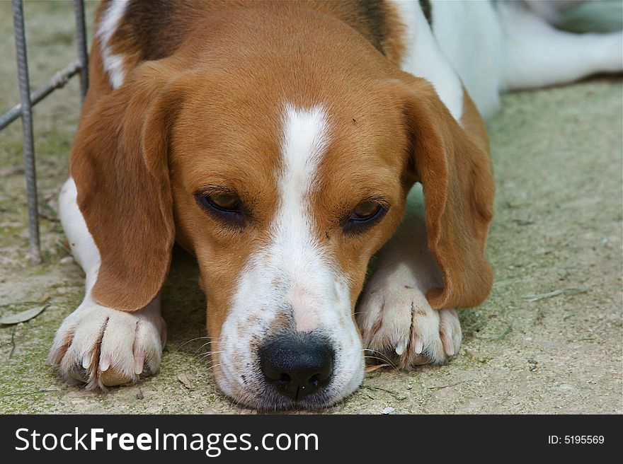 This is a tired beagle, dog