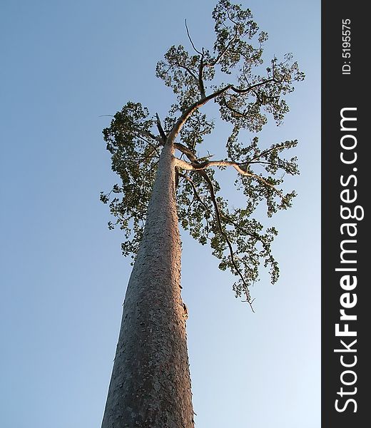 A giant tree on Andaman Islands