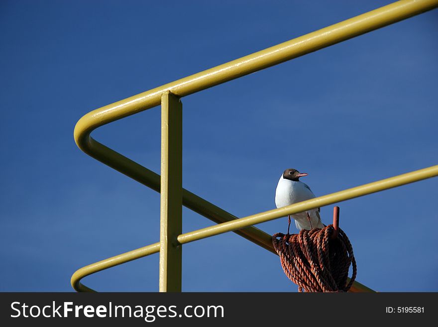 Seagull on the ship