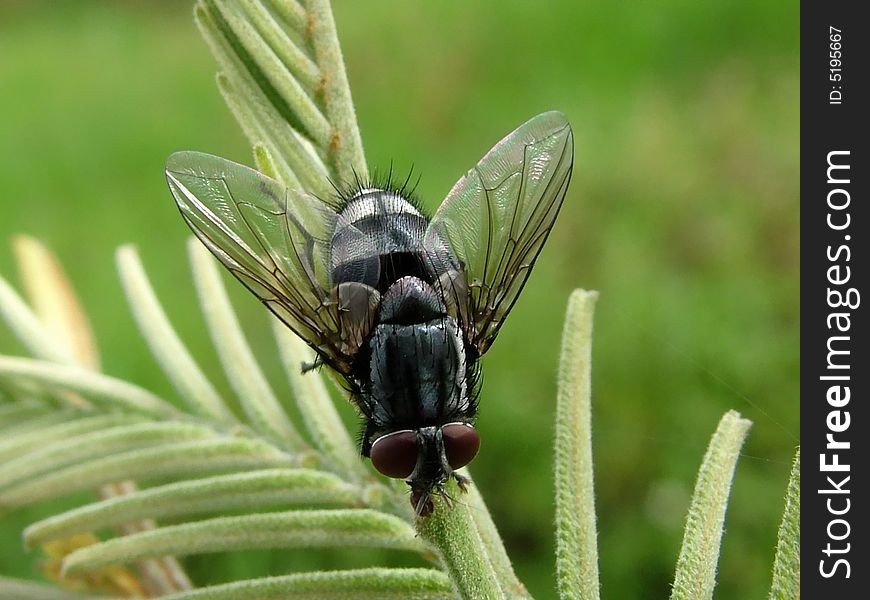 A nice looking species of fly in India