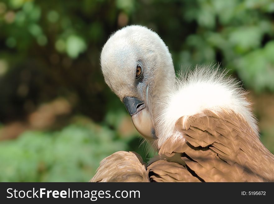 Gyps vulture (Gyps fulvus)