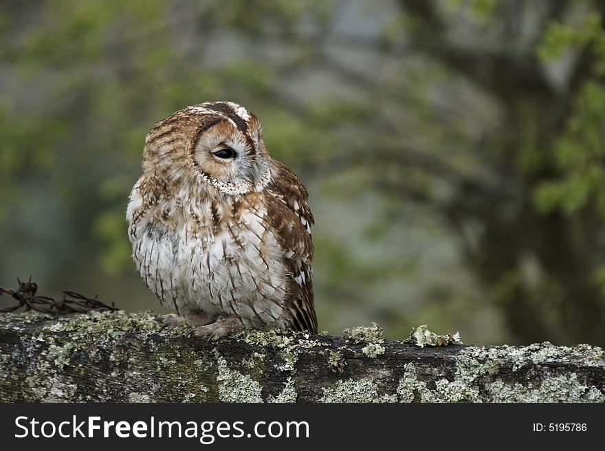 This image of a Tawny Owl was captured in Wales, UK.