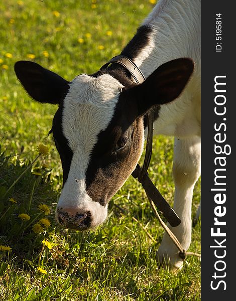 Calf is grazed on a meadow