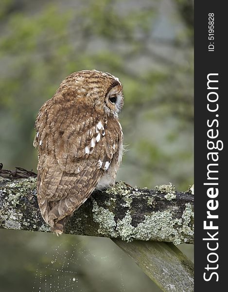 A timid Tawny Owl photographed in Wales, UK. A timid Tawny Owl photographed in Wales, UK.