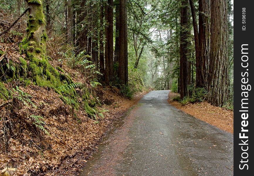 Road through the Redwood Forest on a rainy day. Road through the Redwood Forest on a rainy day.
