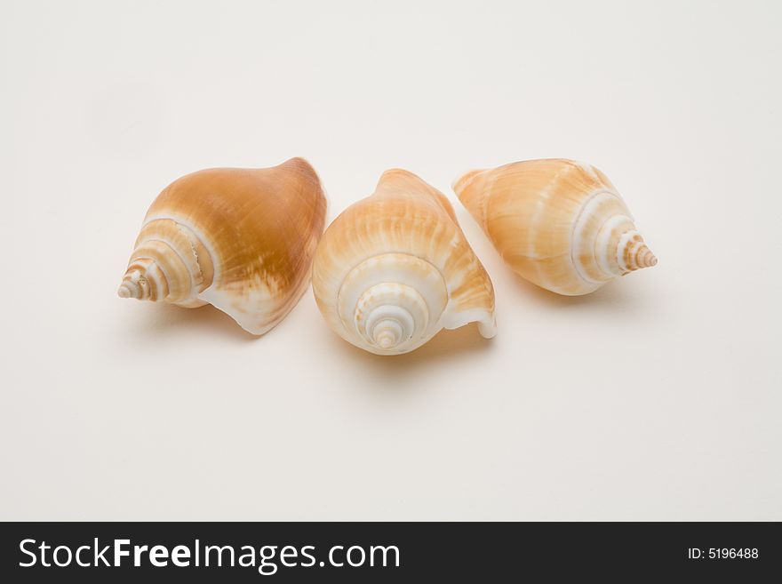 Decorative seashells on a white background