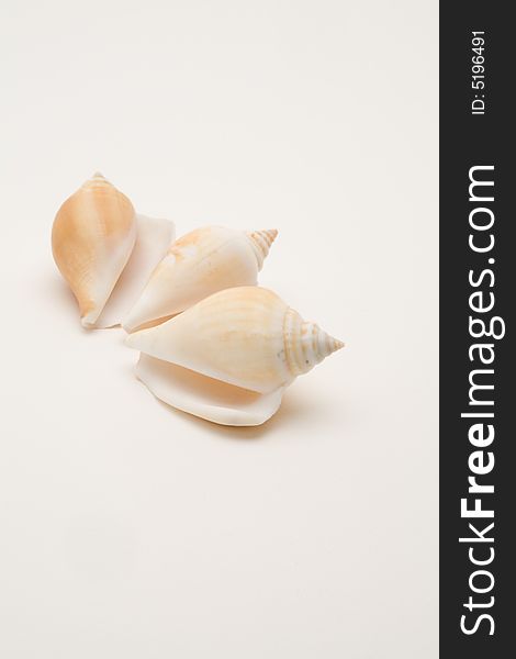 Decorative seashells on a white background