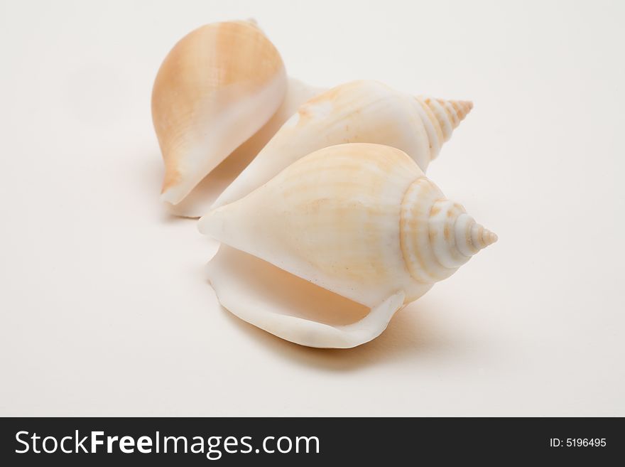 Decorative seashells on a white background