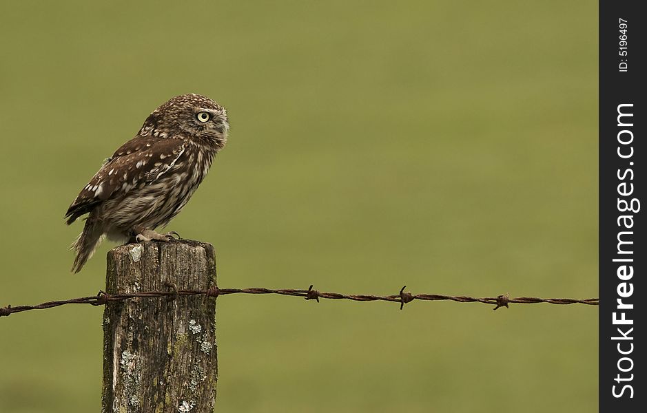 This Little Owl is from a Raptor centre in Wales, UK. It's owner allowed me to photograph the bird out on nearby farmland. This Little Owl is from a Raptor centre in Wales, UK. It's owner allowed me to photograph the bird out on nearby farmland.