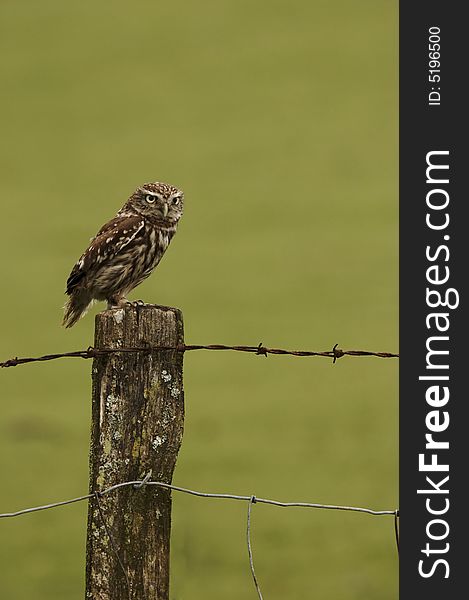 Owl On Fence Post
