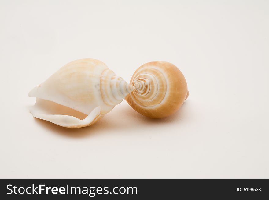 Decorative seashells on a white background