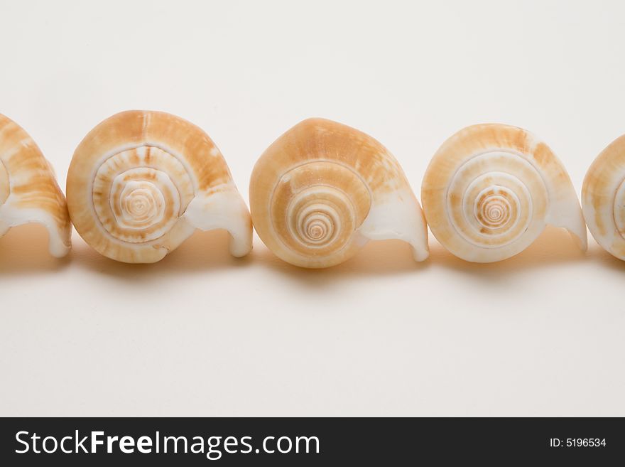 Decorative seashells on a white background