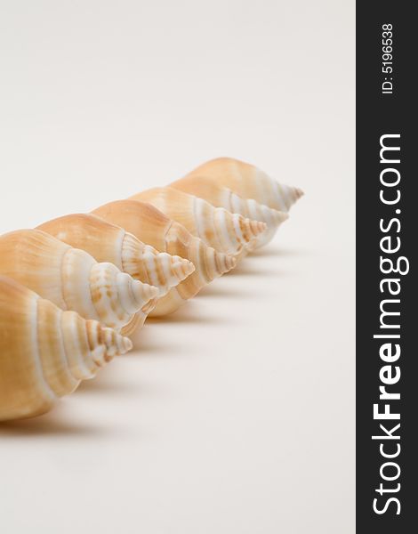 Decorative seashells on a white background