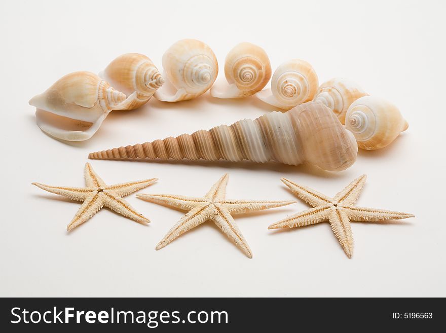 Decorative seashells on a white background