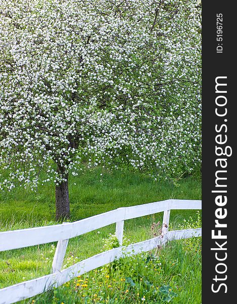 Spring time tree blossoms in field. Spring time tree blossoms in field