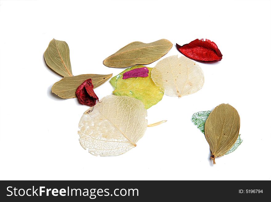 The various beautiful colour dried up leaves. The various beautiful colour dried up leaves