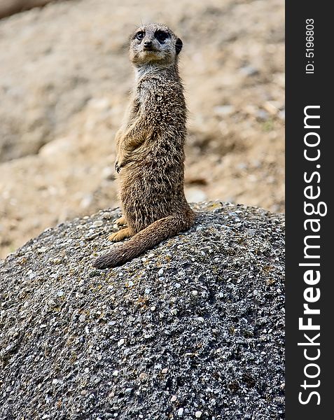 View of meerkat on the boulder. View of meerkat on the boulder