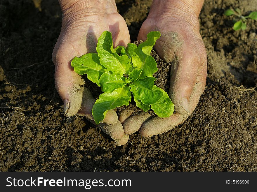 Green plant in man hand. Green plant in man hand