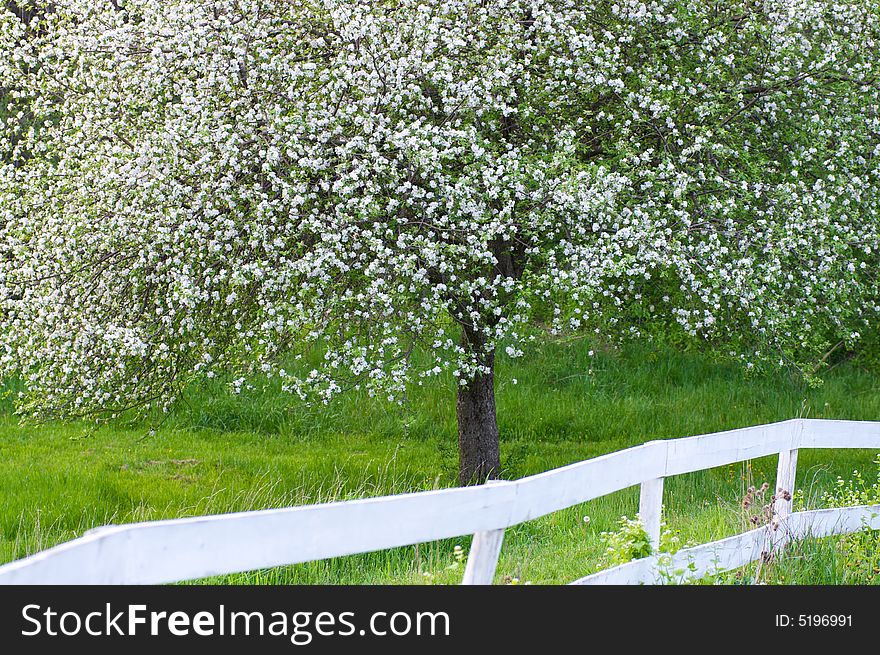 Springtime blossoms of white with wooden fence