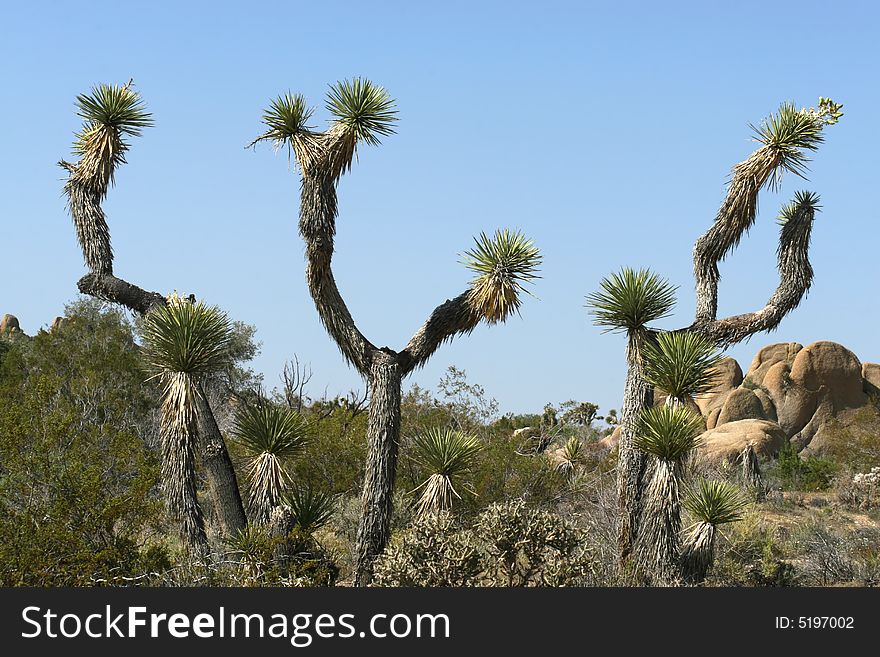 Set of Joshua Trees in Southwest Desert. Set of Joshua Trees in Southwest Desert