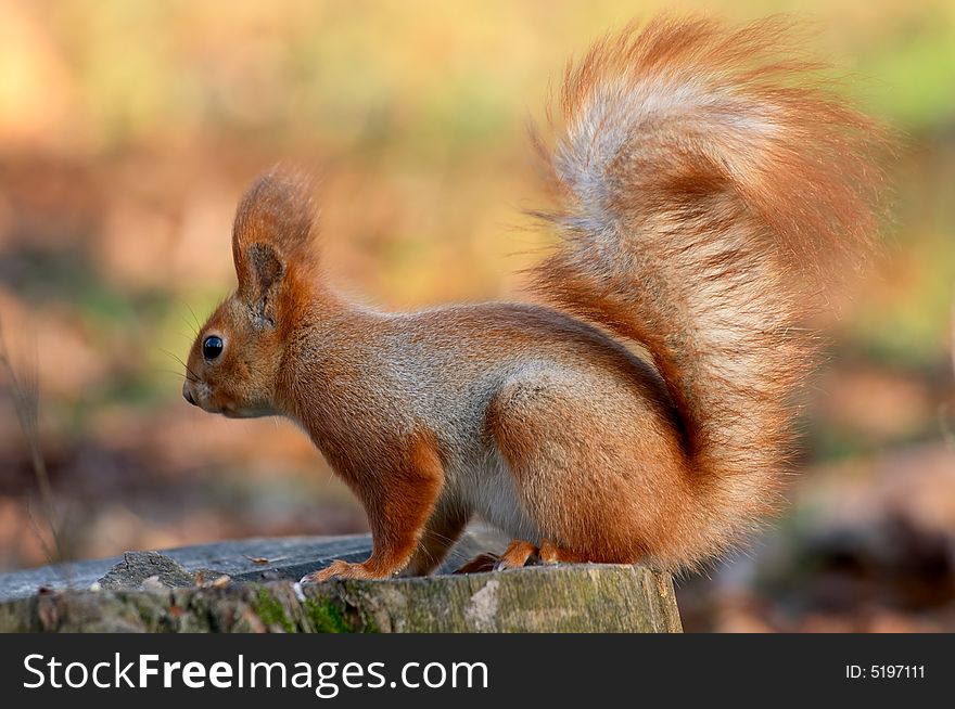 Red Squirrel On Tree Stub