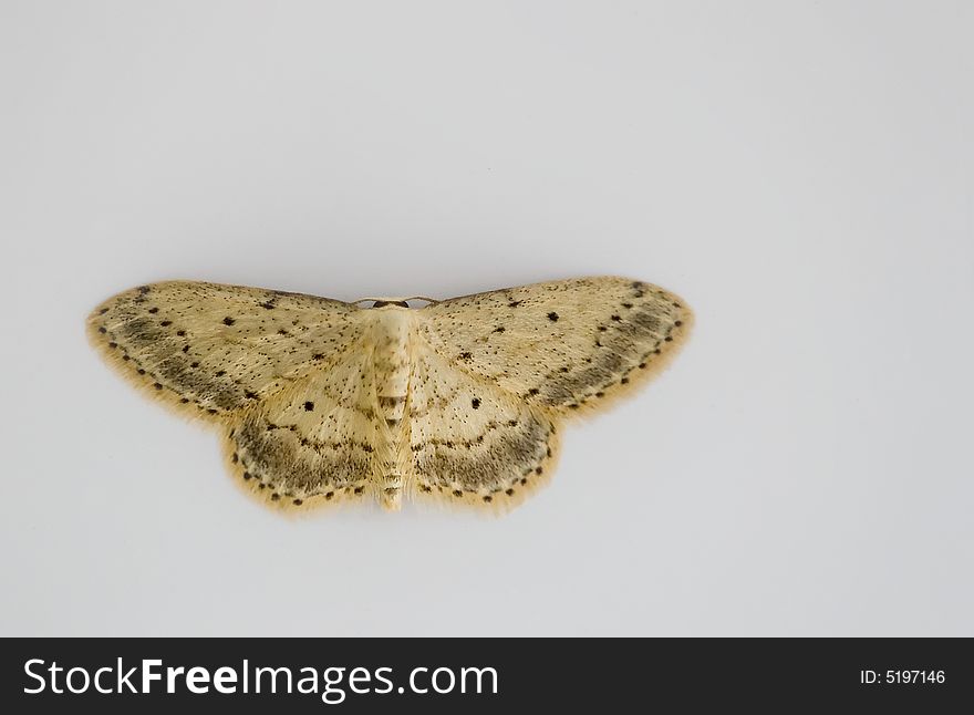 A moth or night butterfly on a white background. A moth or night butterfly on a white background
