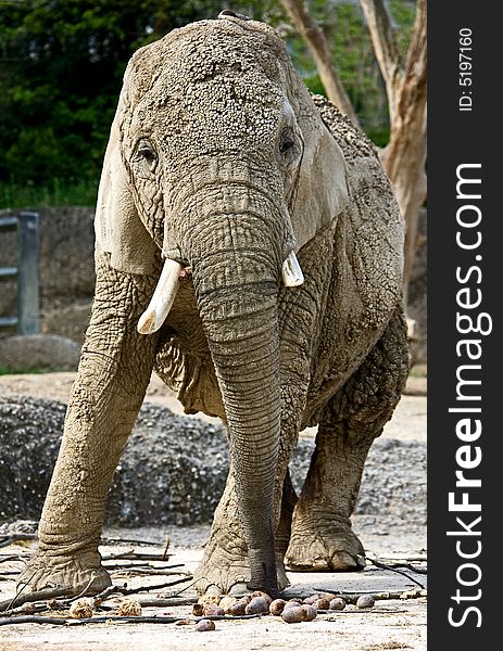 Portrait of nice african elephant. Portrait of nice african elephant