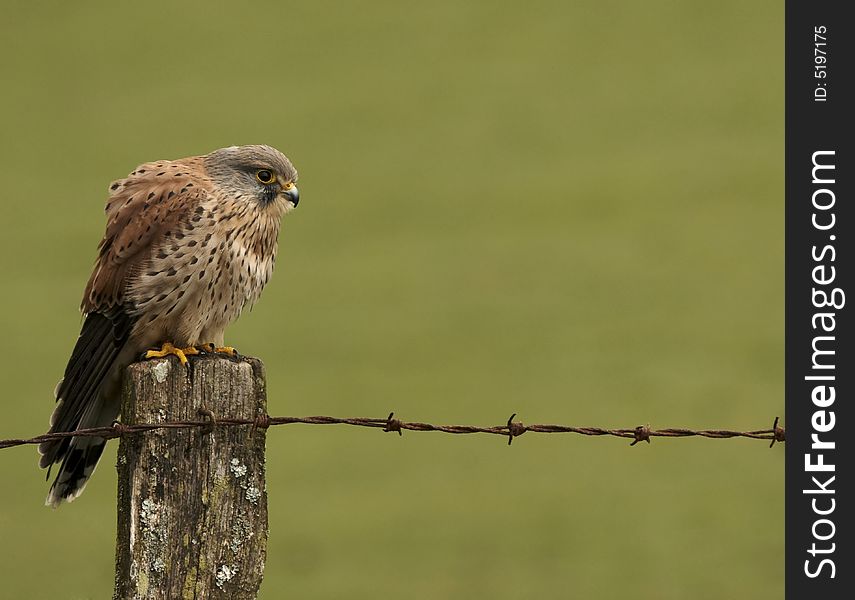 Kestrel On Fence Post