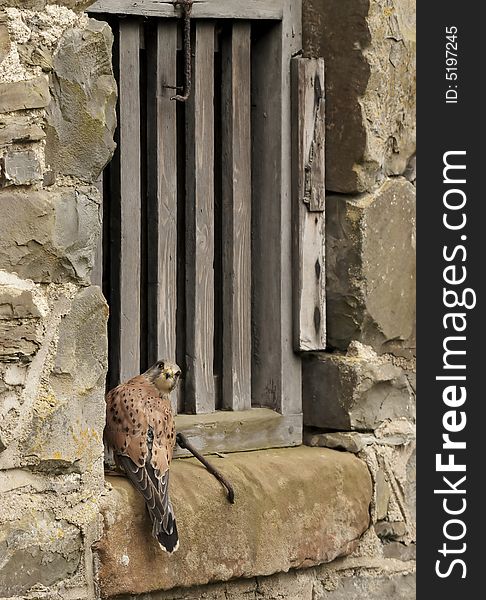 A Kestrel perched on the stone cill of an old barn in Wales, UK. A Kestrel perched on the stone cill of an old barn in Wales, UK.