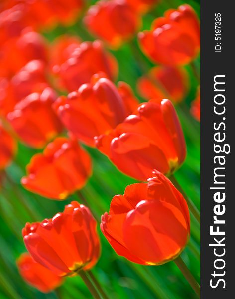 Fresh red tulips in the field. Focus on the bottom right. Fresh red tulips in the field. Focus on the bottom right.