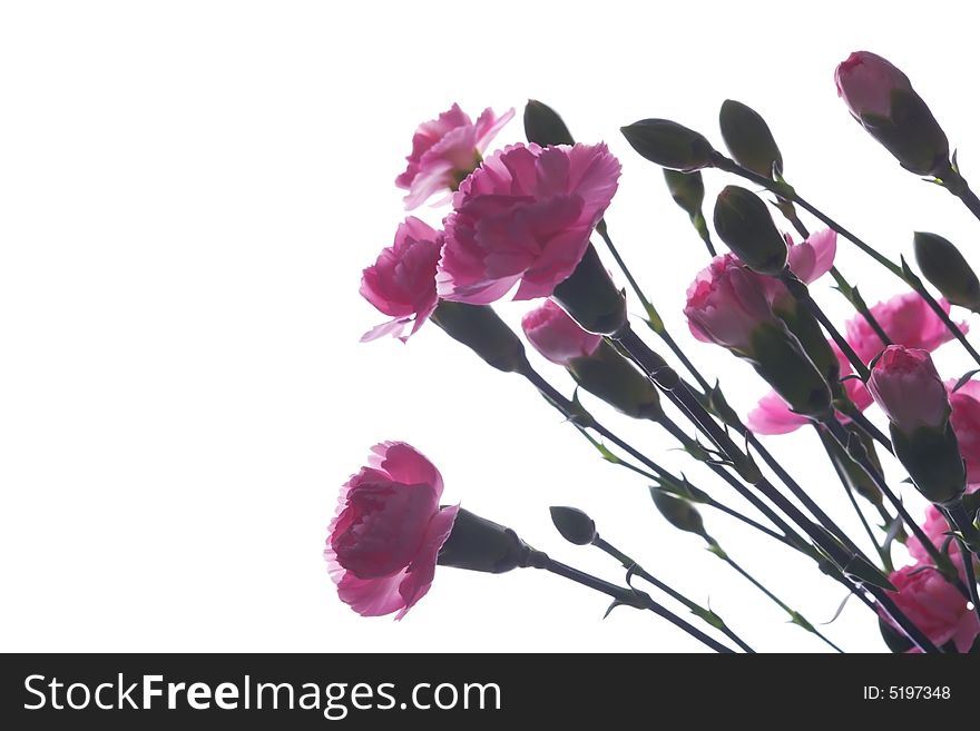 Pink carnation flowers on white. Pink carnation flowers on white