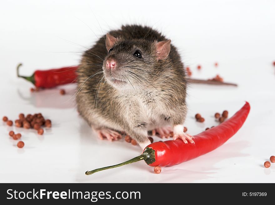 Grey rat with red hot peppers on white background. Grey rat with red hot peppers on white background