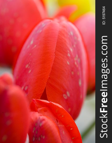 Beautiful red tulips macro shot