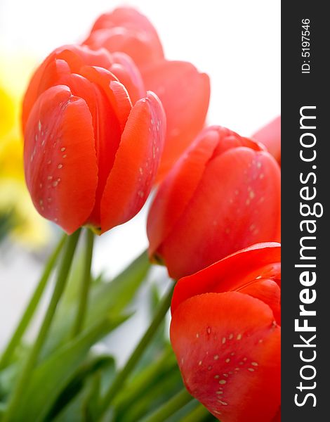 Beautiful red tulips macro shot