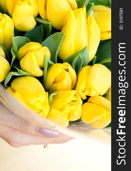 Yellow tulips in woman's hands close up