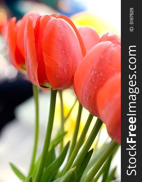 Beautiful red tulips macro shot