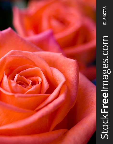 Beautiful roses background macro shot