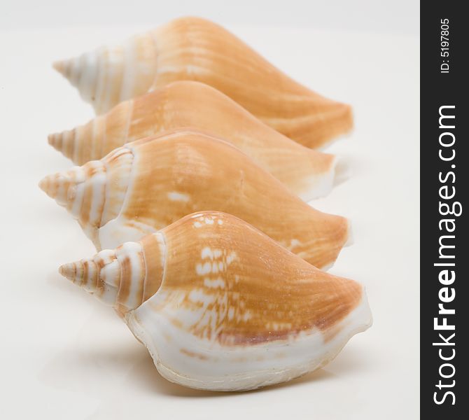 Decorative seashells on a white background