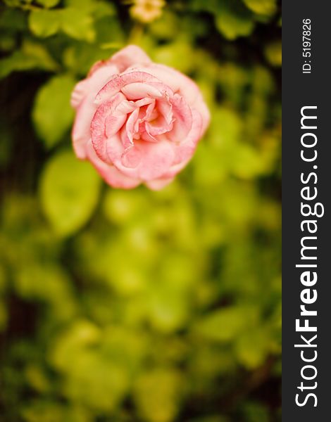 Pink rose on a pile of green leaves outside in the spring during a warm day