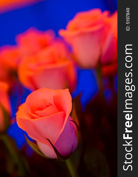 Beautiful roses background macro shot