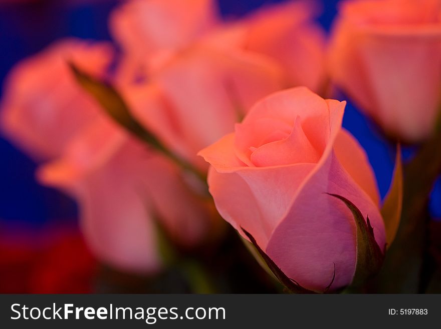 Beautiful roses background macro shot