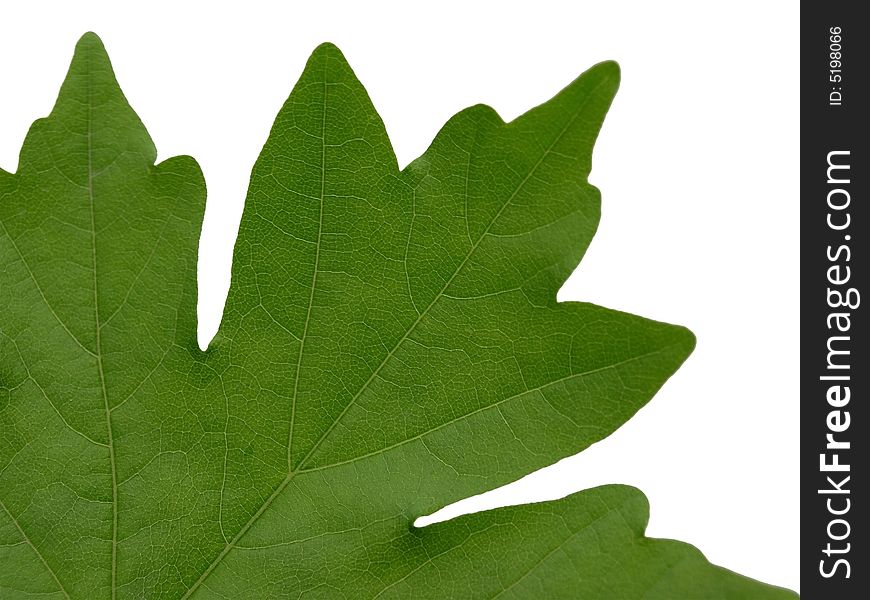 Closeup of maple leaf isolated over white. sRGB profile, RAW.