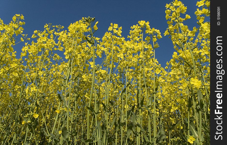Canola oilseed with bright clear sky. biodiesel is made from that.