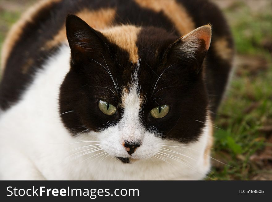 A beautiful female cat with three colours. A beautiful female cat with three colours.