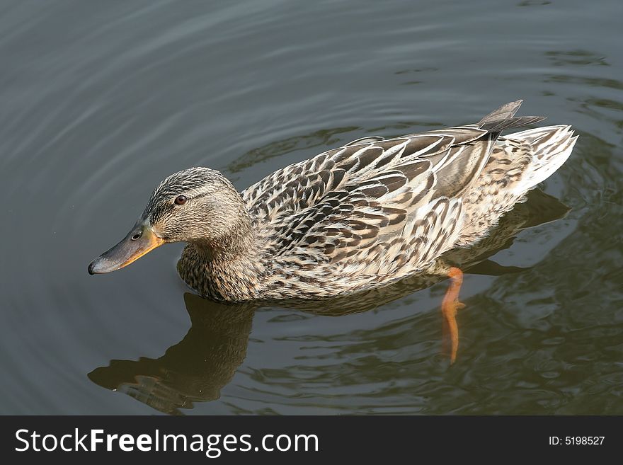A duck feeding on local pool.